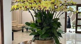 Chính chủ cho thuê biệt thư khu Vườn Mai, Ecopark Hưng Yên - Ảnh 3