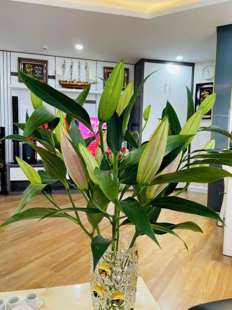 Cho thuê căn hộ 2pn khu Ruby Celadon city - Ảnh 2