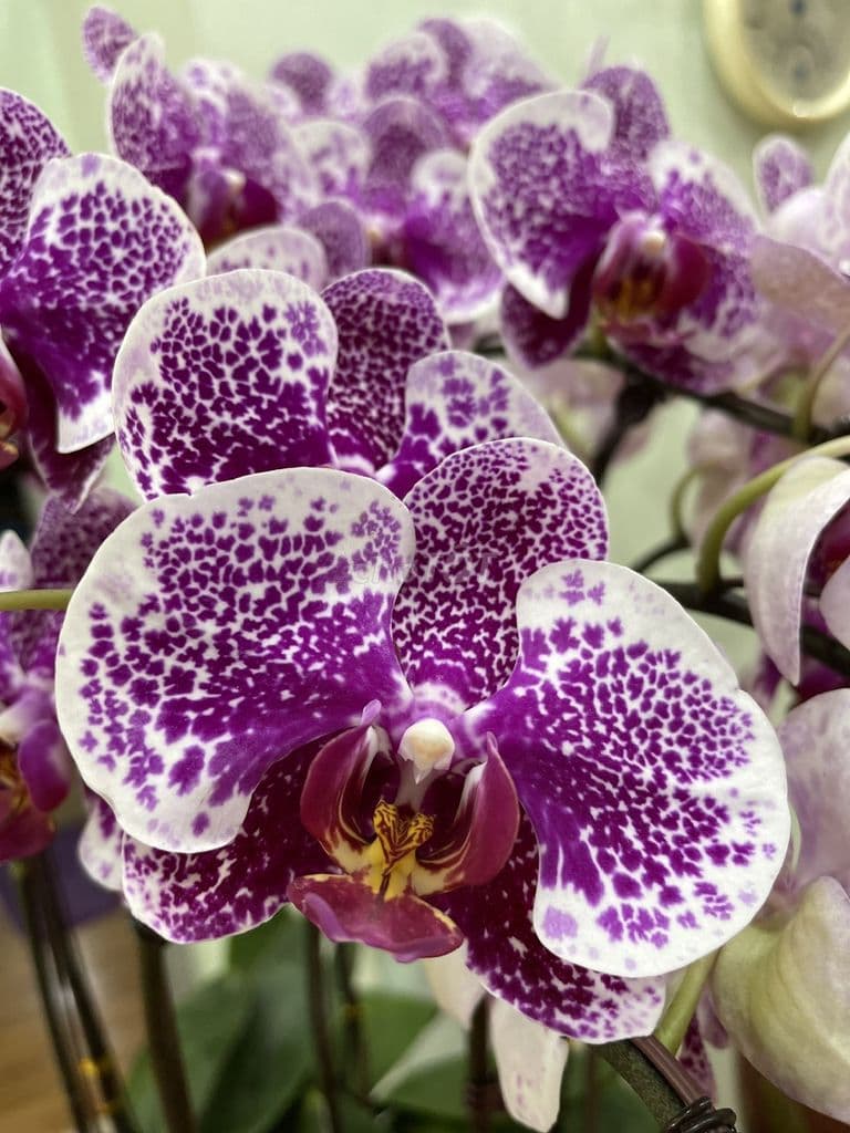 CHUNG CƯ CHÍNH CHỦ CT4 VĂN KHÊ - Ảnh 2