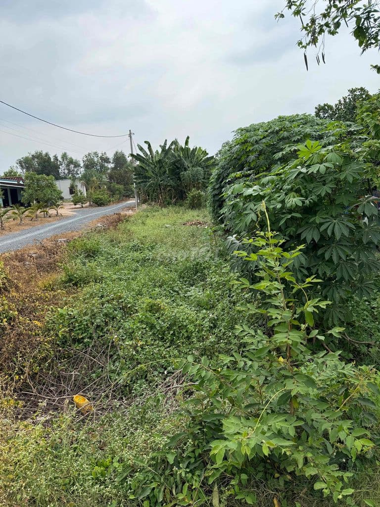 đất full thổ cư xã trung lập hạ. củ chi - Ảnh 2