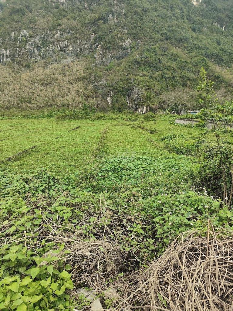 Bán đất kinh doanh 2 mặt tiền QL 21A - Ảnh 3