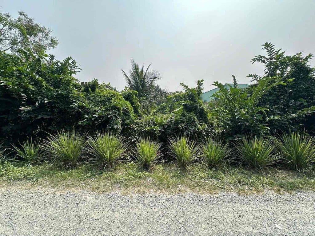 BÁN đất giá rẻ Kênh Thầy Thuốc Bình Lợi gần VÀNH ĐAI 3 - Ảnh 3