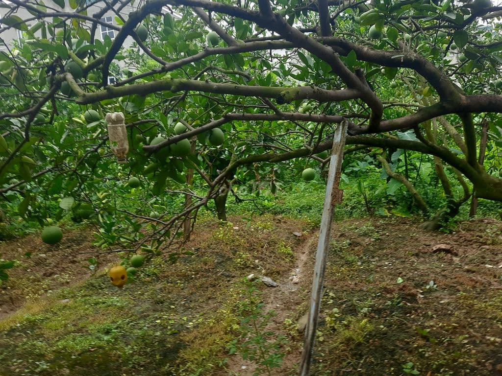 Bán đất trồng cây. - Ảnh 3