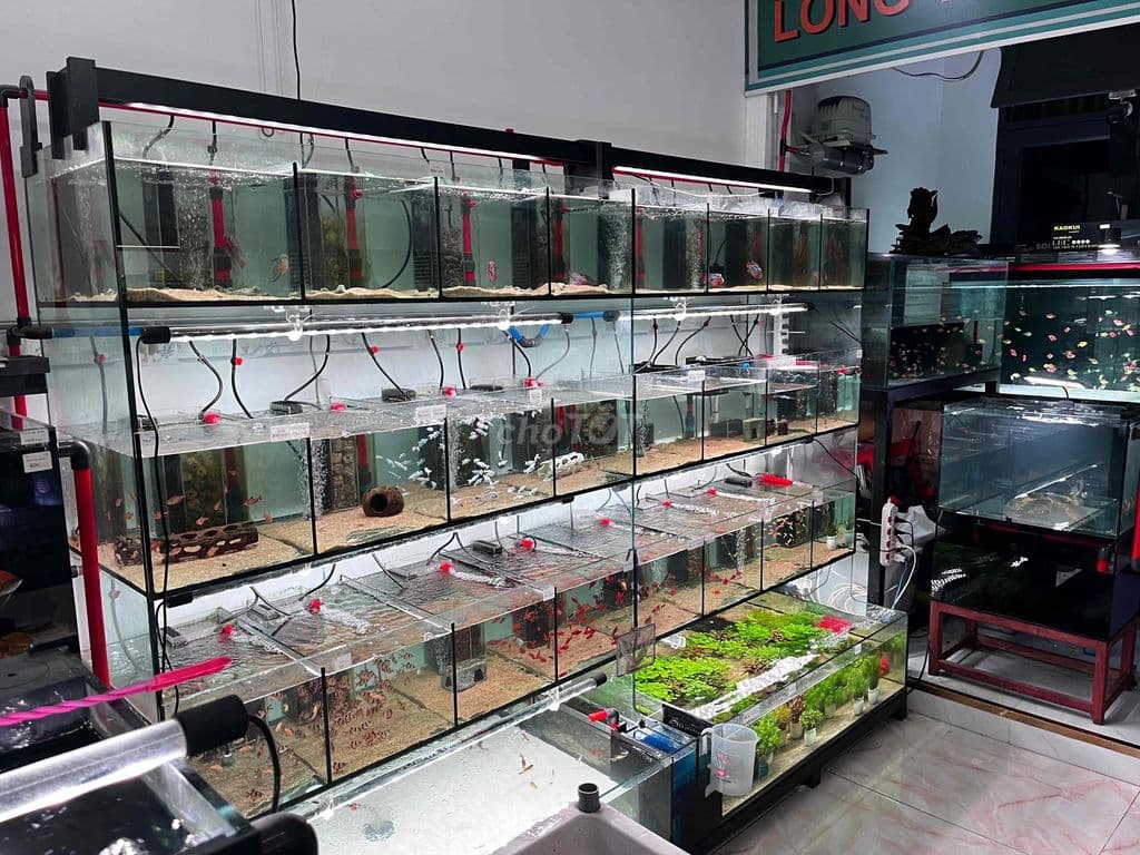 cần Sang tiệm cá cảnh đầy đủ đồ, cá - Ảnh 2