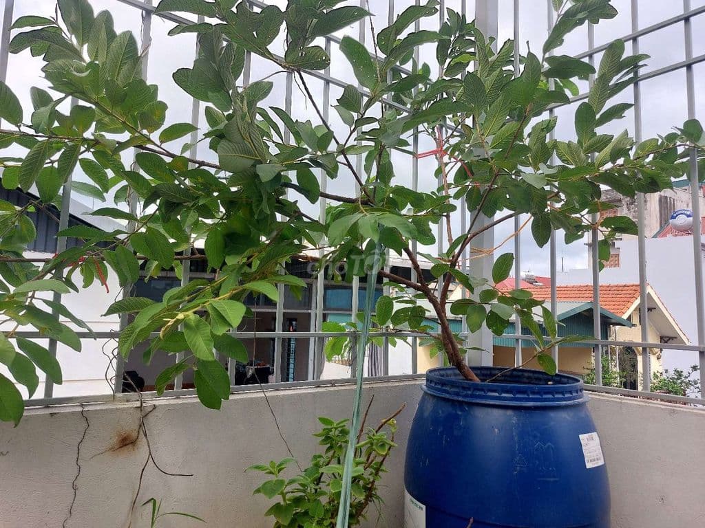 NHÀ THẠCH CẦU, PHƯỜNG LONG BIÊN Ô TÔ VÀO NHÀ