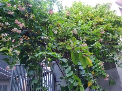 Nhà diện tích lớn hiếm có kiệt đường Hoàng Hoa Thám ngay TTTP