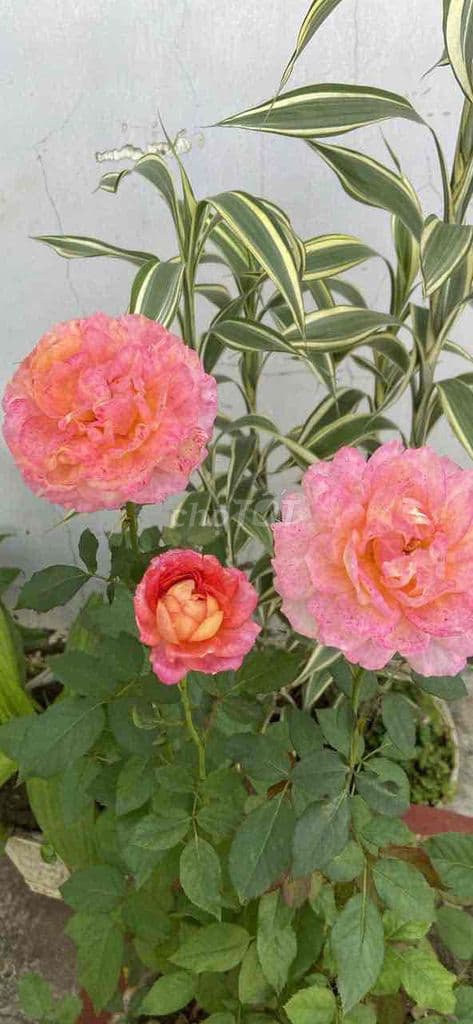 tôi cần bán lô đât đối diện bệnh viện nhi đồng thành phố . đường oto - Ảnh 3