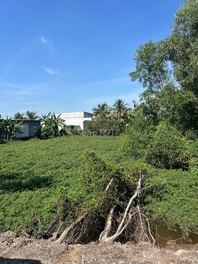 cần bán 1000 đất thổ cư ngay nút giao mỹ yên - Ảnh 2