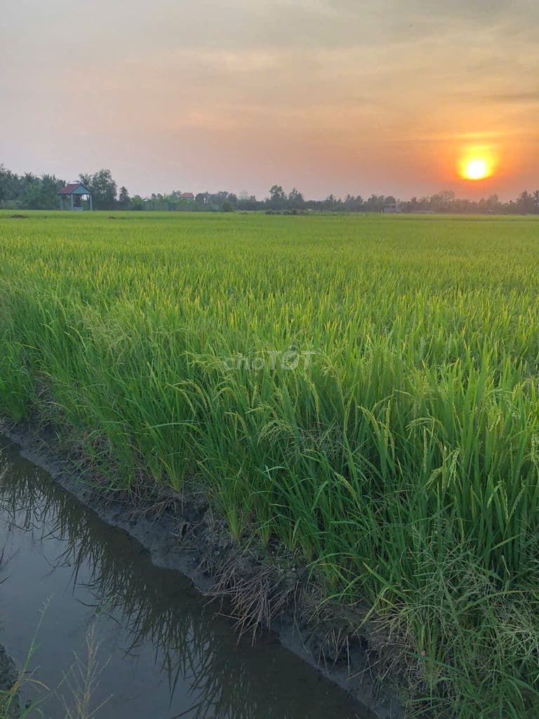 Đất nông nghiệp diện tích 5.311m2 Đường bà miêu huyện Bình Chánh - Ảnh 2