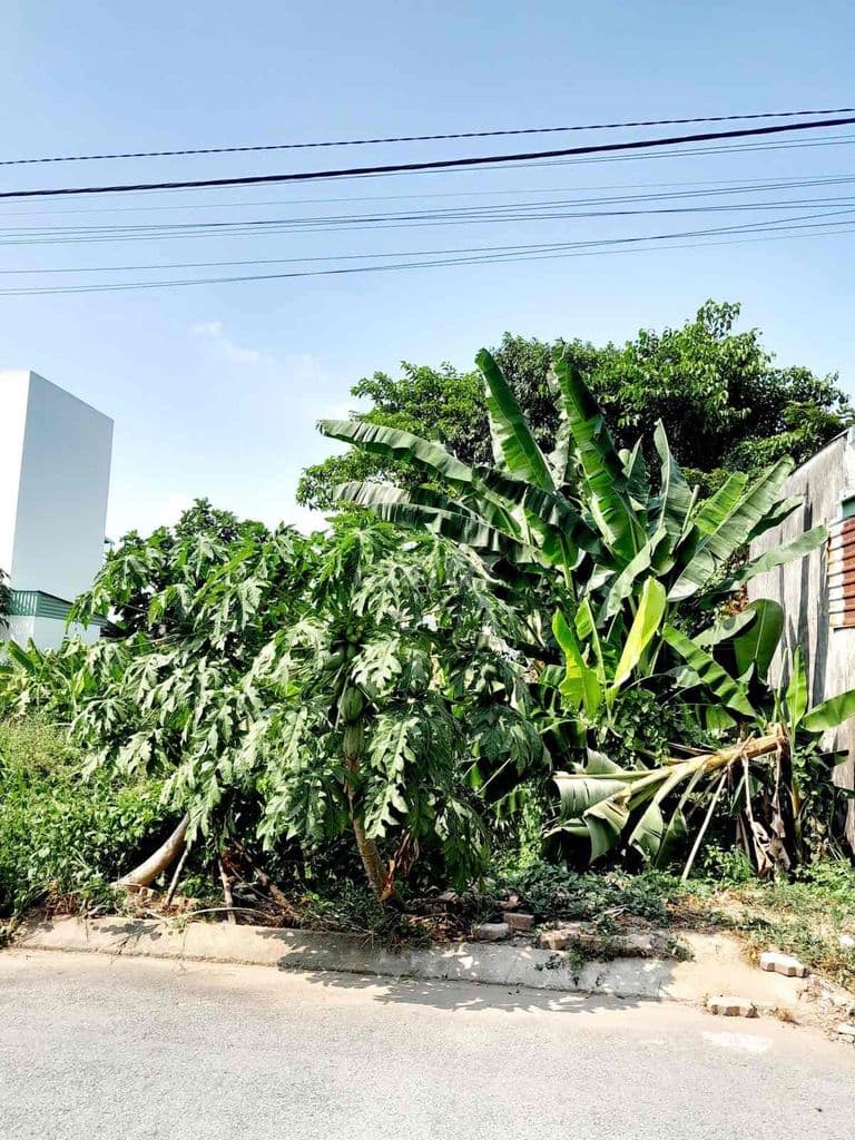 Đất thổ cư 86m2 gần Khu CNCao Đường Bưng ông thoàn Phú hữu Thủ Đức - Ảnh 3