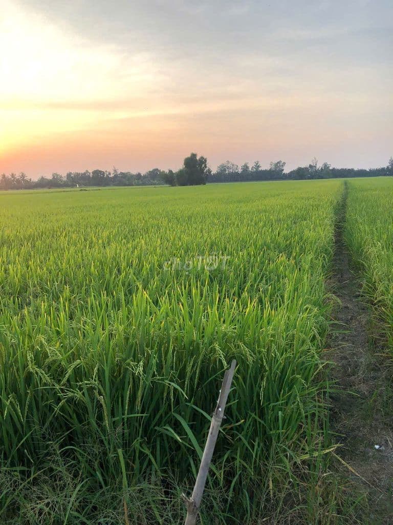 Đất nông nghiệp diện tích 5.311m2 Đường bà miêu huyện Bình Chánh