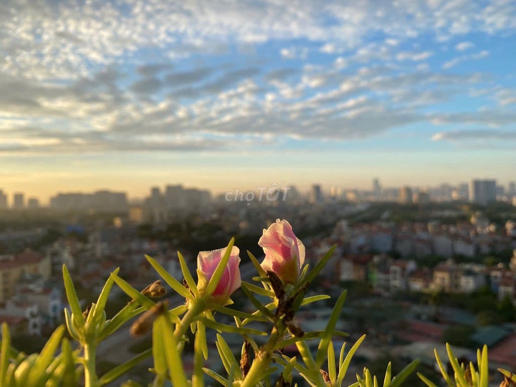 HOA HẬU 162m² HANDIRESCO – RỘNG HIẾM CÓ – SỔ ĐỎ SẴN – GIÁ TỐT - Ảnh 2