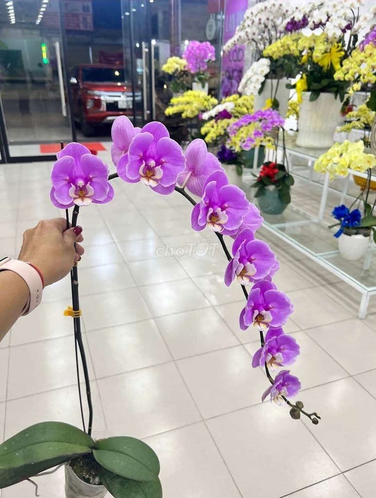 SỔ BANK GIẢM 5 TỶ | 60 TỶ MT KINH DOANH HBC PVĐ | ƯU TIÊN MG VIP NHẮN - Ảnh 2