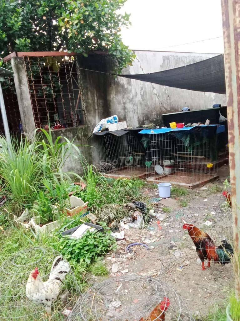 Bán đất vườn đường Nguyễn Thị Kéo - Ảnh 3