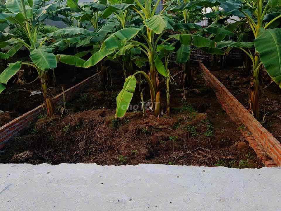 đất hồng hà đan phượng - Ảnh 2