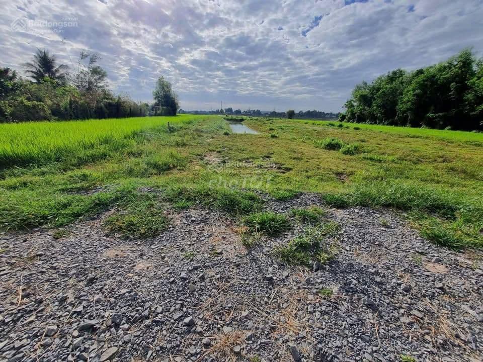 Bán lỗ bán 123,3m2 đất full TC, X.Phước Thạnh Củ Chi Giá 1.3ty - Ảnh 2