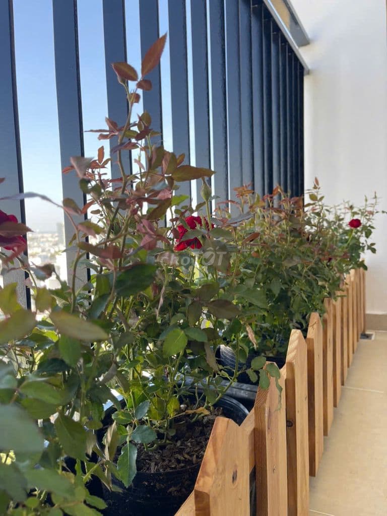 Bán căn góc Chung Cư Gia Phát P.17, Gò Vấp, dt 74m, 2PN, 2WC, Full NT