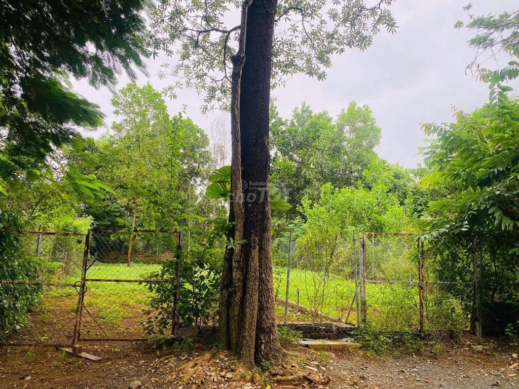 BÁN ĐẤT HÒA LẠC, QUỐC OAI 116M², GẦN METRO 5 VỪA KHỞI CÔNG - Ảnh 2