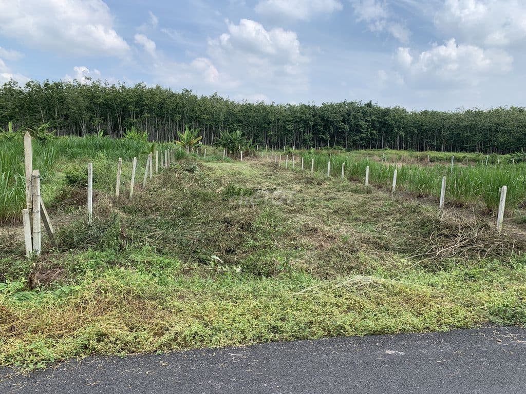 Bán lô đất 11m ngang mặt đường nhựa - Ảnh 3