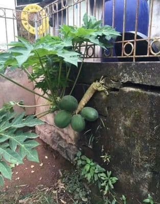 Bán đất phú mỹ ngay phúc đạt hiệp thành 200m Giá 3 tỷ300 lh ***