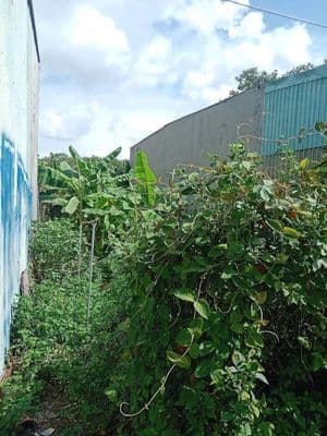 Bán đất phú mỹ ngay đường phạm ngọc thạch chạy vào 200m