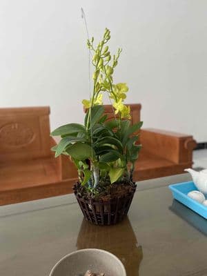 Bán nhà 1 lầu 1 trệt