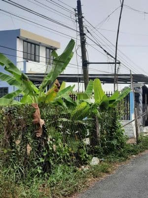 bán đất mặt tiền đường nhựa xã bình an thủ thừa dt (5 x 40 = 200m2)
