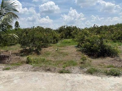 Bán đất biển xã bông trang dt:245m2 có 80m2 thổ cư ngang 10mx25m