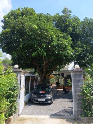 BÁN NHÀ VƯỜN NGHỈ DƯỠNG 445.6m² – NHÀ ĐẸP, 100m² THỔ CƯ