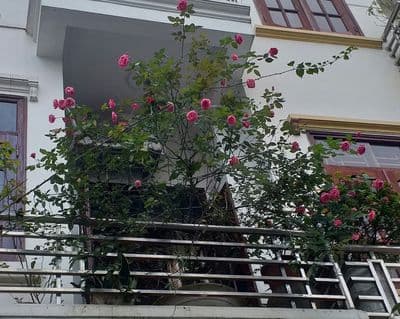 Cần bán nhà mặt phố