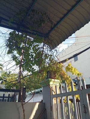 Bán nhà 3 tầng