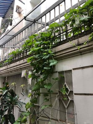 Hiếm trong phân khúc - Khu Hồ Biểu Chánh - (4.5 x 15.5m)