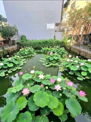 Nhà đẹp An Trai, ô tô đỗ cửa, view hồ