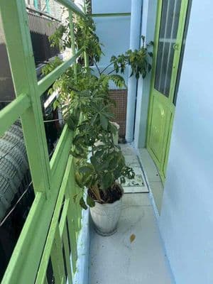 Nhà nhỏ giá rẻ cho người có tài chính thấp, vc trẻ mới ra riêng.