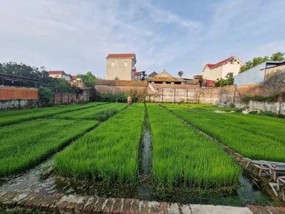 Bán đất nông thôn sổ hồng, 100m2, gần Vành đai 4, Bắc Ninh