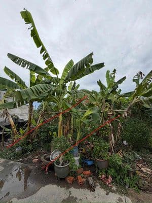 Đất thổ xã Nhựt Chánh Bến Lức Long An