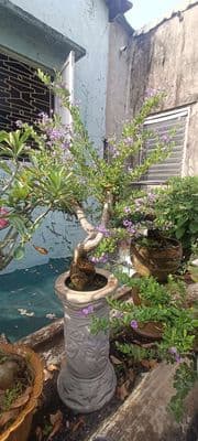 BÀN ĐẤT TẶNG NHÀ MÊ LỮNG