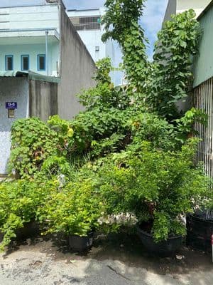 gia đình cần tiền bán nền đất kdc chợ bình điền Q8