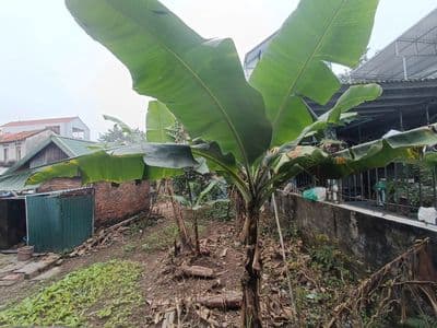 ĐẤT THỞ OXY - BANK – CẦN BÁN NHAN - ĐỒNG MAI - HÀ ĐÔNG.
