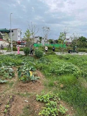 Rẻ nhất khu tái định cư Thư Lâm, Đông Anh - Gia đình cần bán gấp
