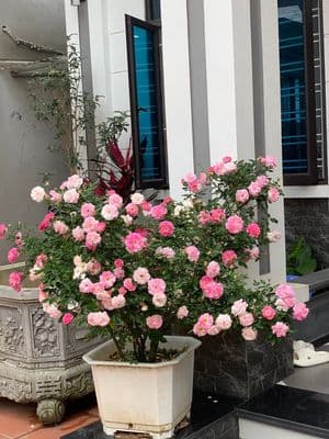 Era Town 2 phòng ngủ full nội thất giá 8 triệu/tháng tại quận 7