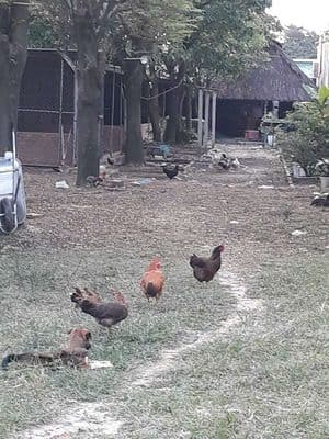 Chỉ 11 tr/m2 Gần 1000 m2 ( Có 110 Thổ Cư ) Đông Thạnh Hóc Môn Sát Q12