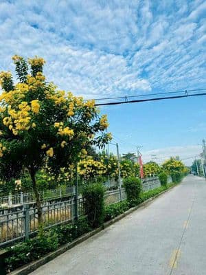 MT Thạnh Lộc 37 Cung đường đẹp đáng sống 6x24 full thổ rẻ như hẽm