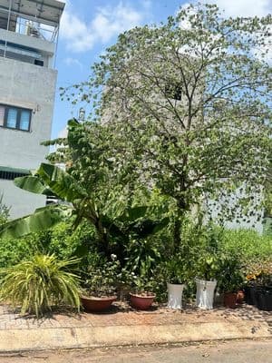 Sát Vinhome 50m2 Full Thổ Hẻm Xe Hơi Giá 3.2 Tỷ