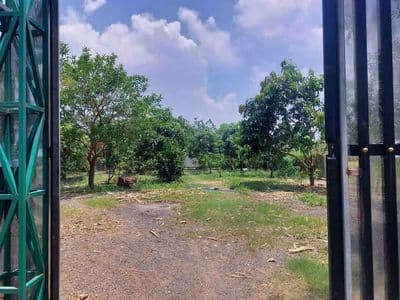 BÁN GẤP nhà vườn mặt tiền đường nhựa ở Tân Thạnh Tây cũ, Củ Chi