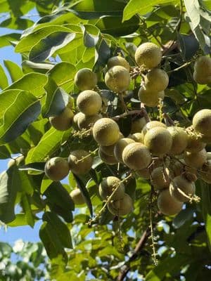 cho thuê nhà vườn kinh aonh quán ăn và cà phê