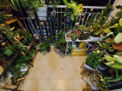 Luxgarden- 76m 2pn- 03 máy lạnh giá 9tr