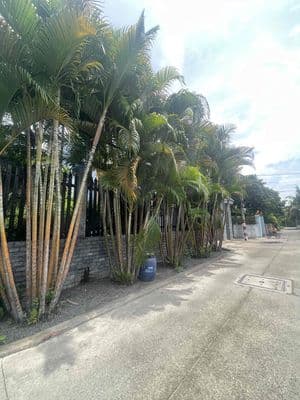 CẦN CHUYỂN NHƯỢNG 180m2 Đất full thổ - Xe Hơi