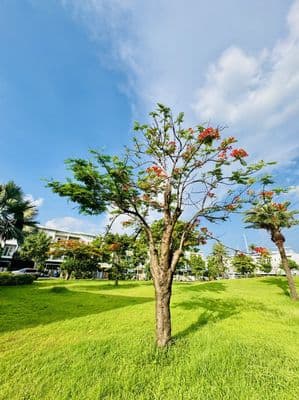 Nhà 3 tầng nguyễn duy trinh q9 - mega village khang điền - 3pn 3wc
