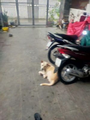 Bán nhà trệt lầu sát KDC Phú Hoà 1, 160m2, 3.9 tỷ